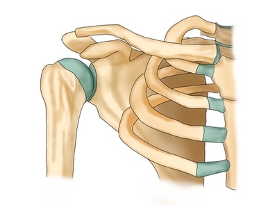 肩甲骨は前から触れる！
