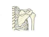 肩甲骨を動かすって難しい！！